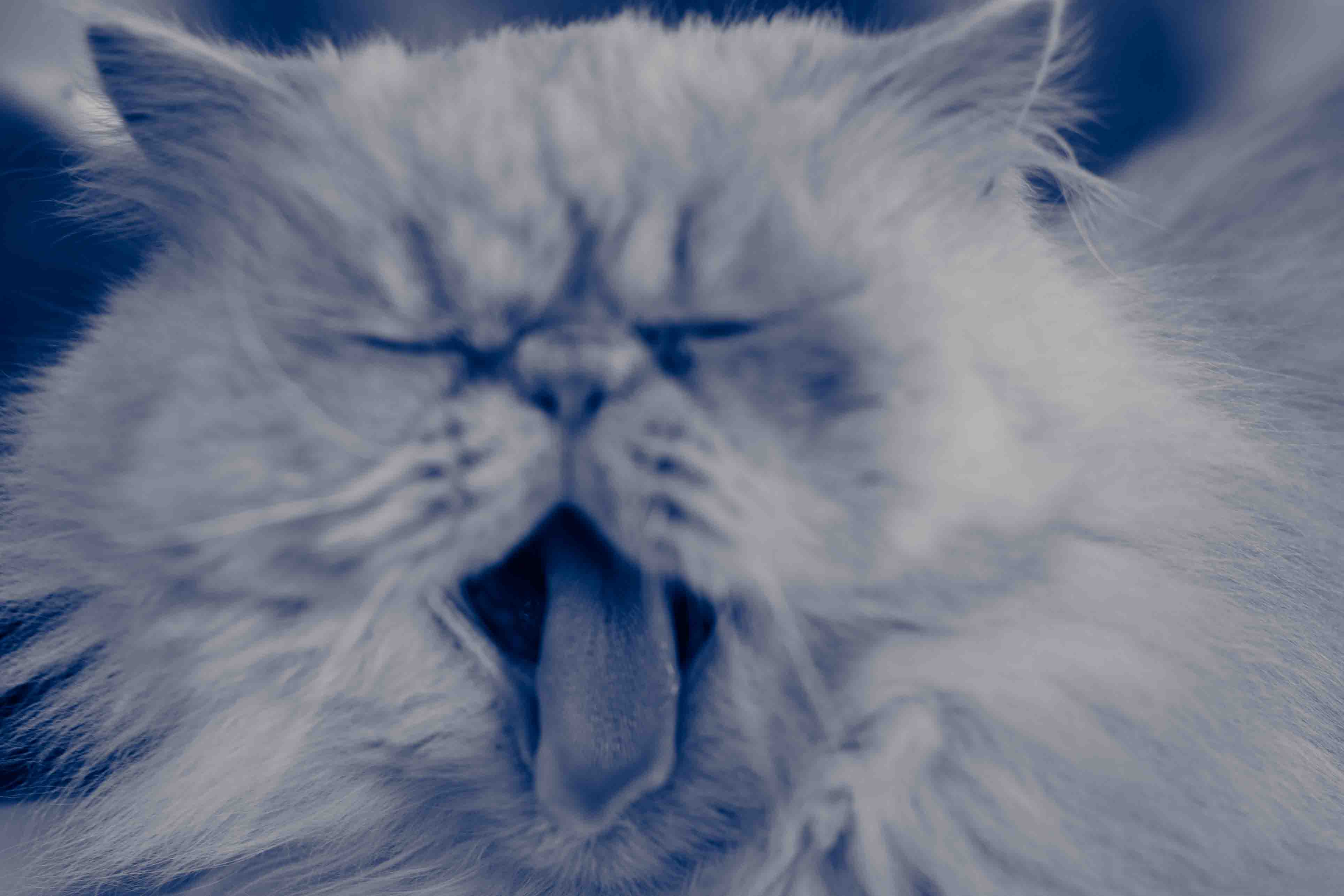cat yawning