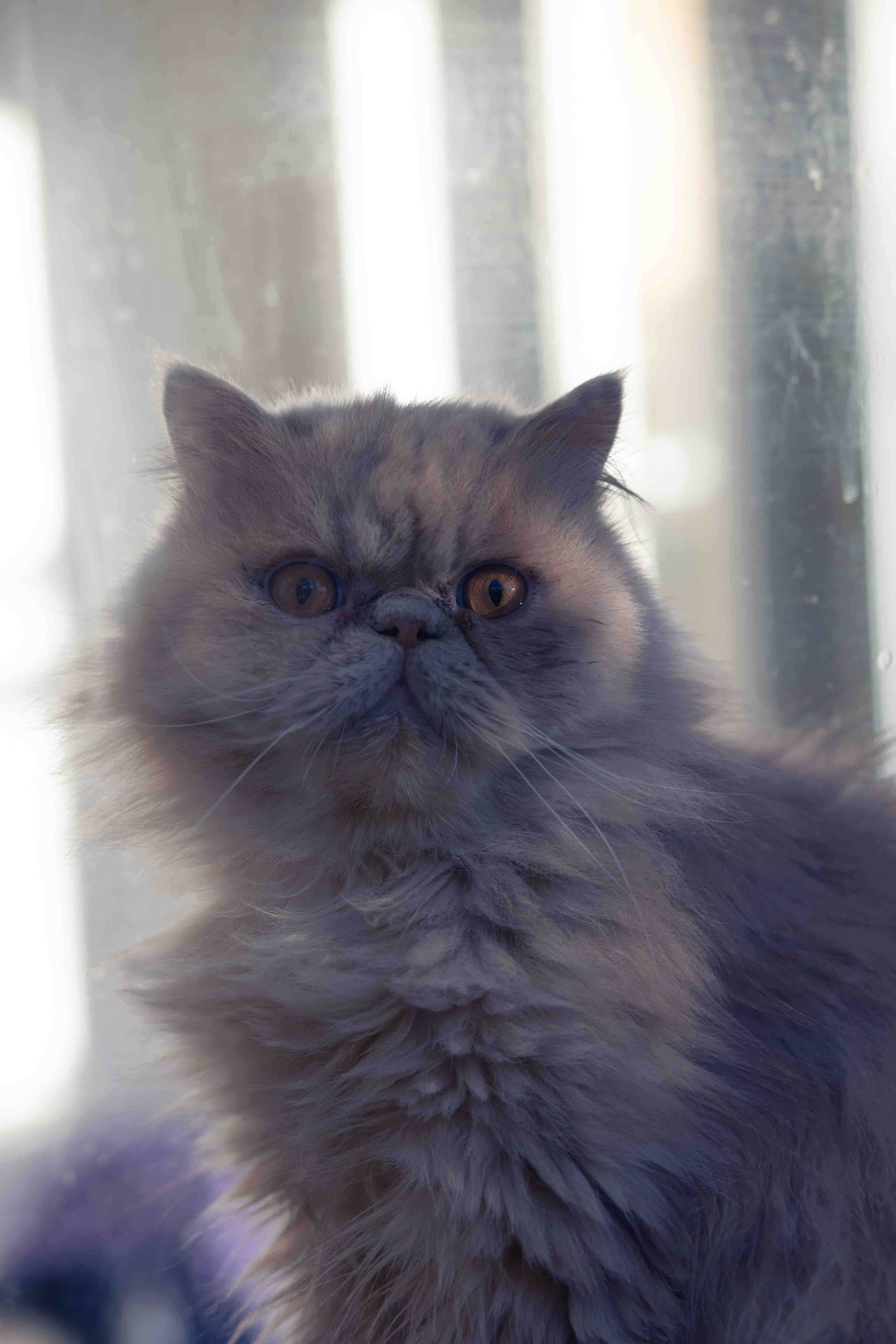 cat big eyes looking scared