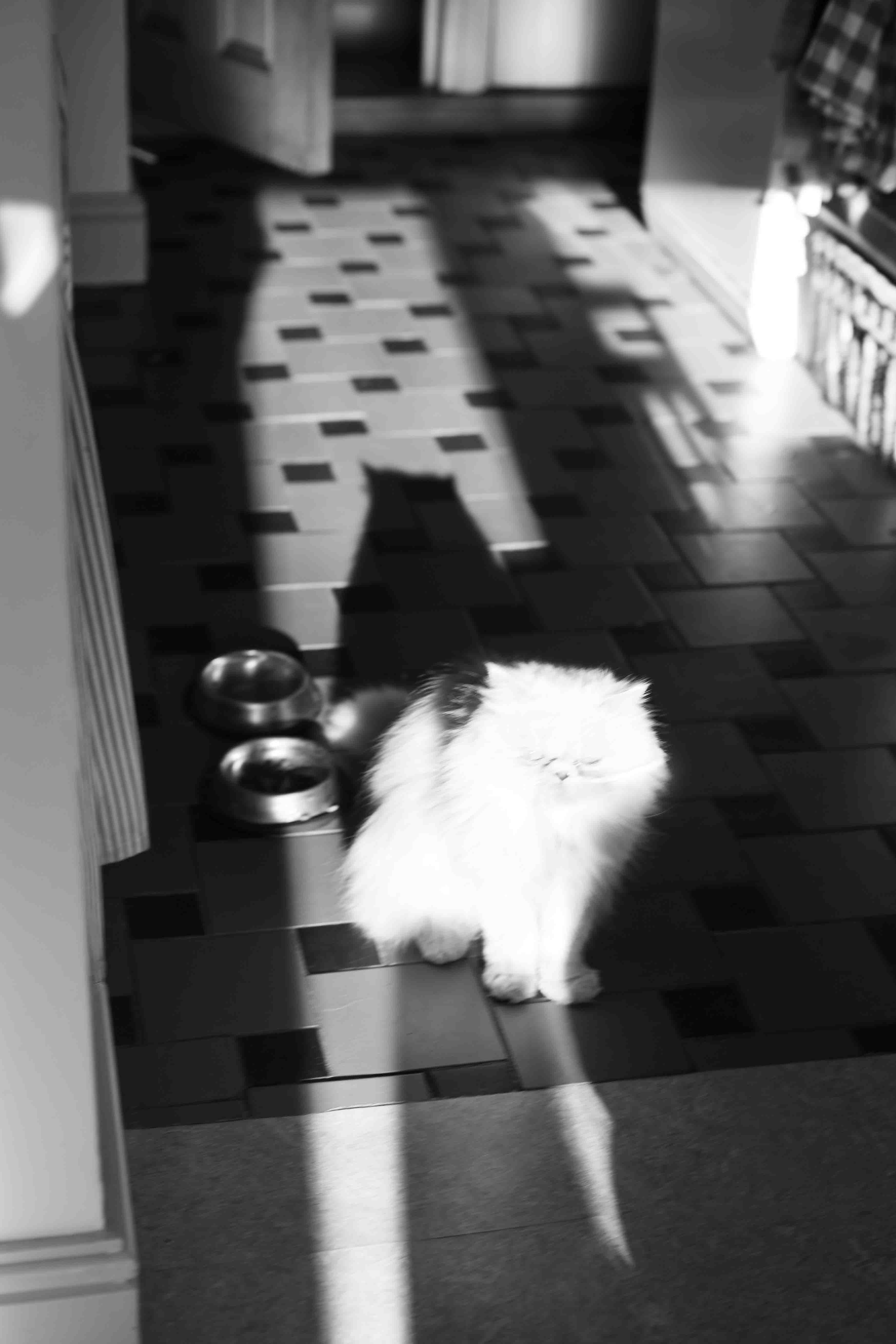 cat black and white with shadows