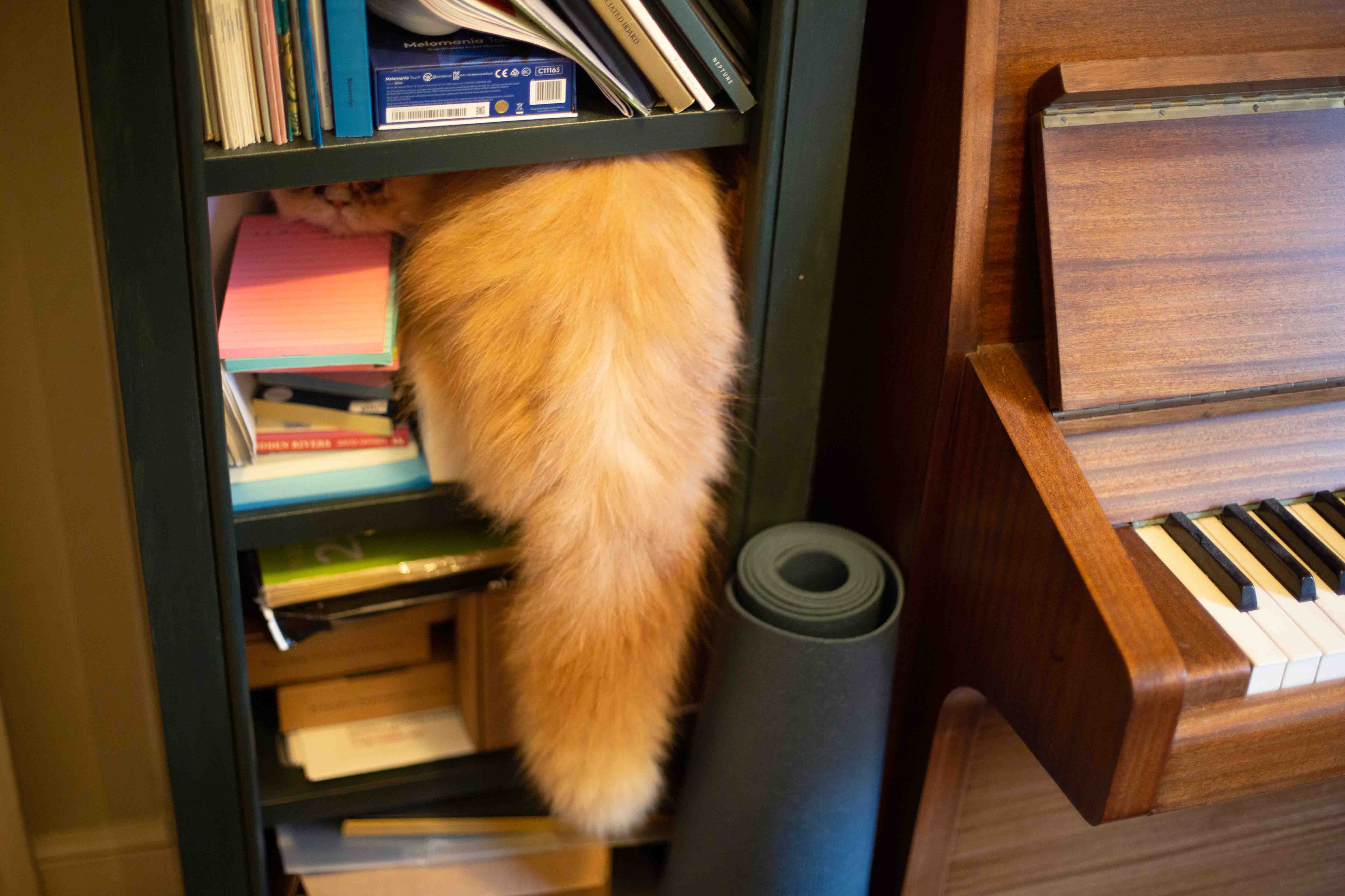 cat in bookshelf