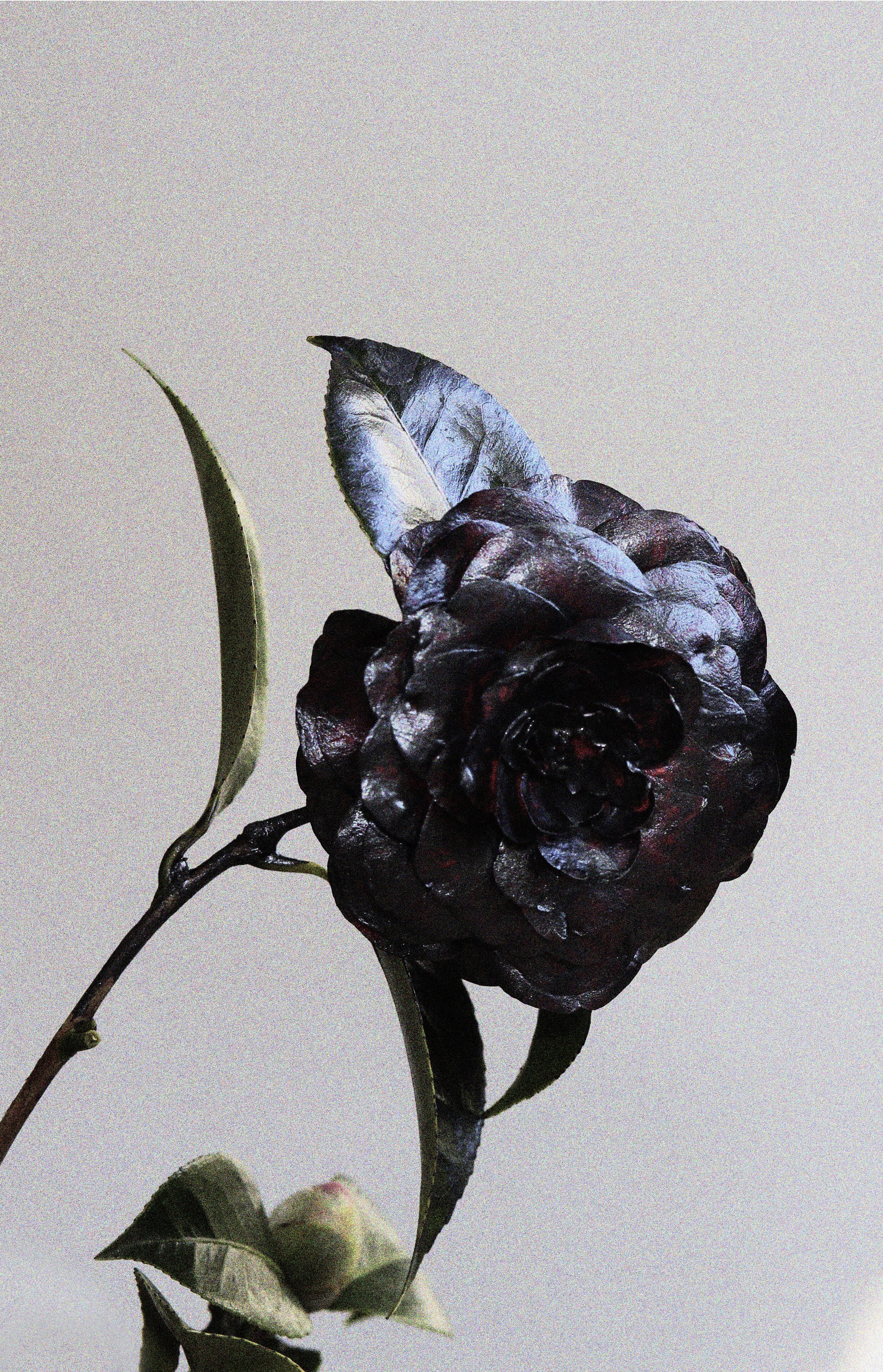 metallic camellia with varnish on still life