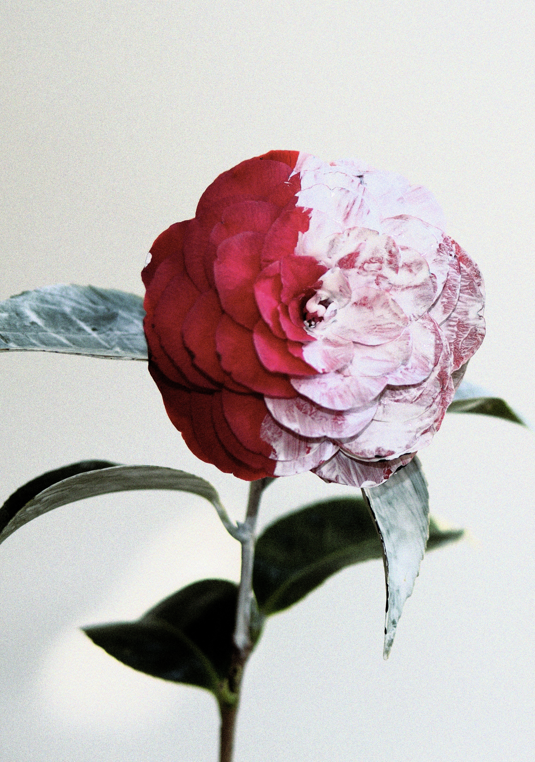 white painted camellia with varnish on still life
