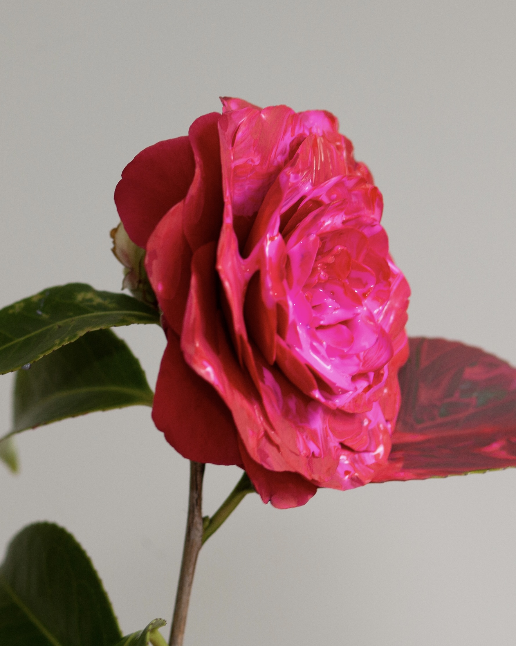 pink flower with varnish on still life