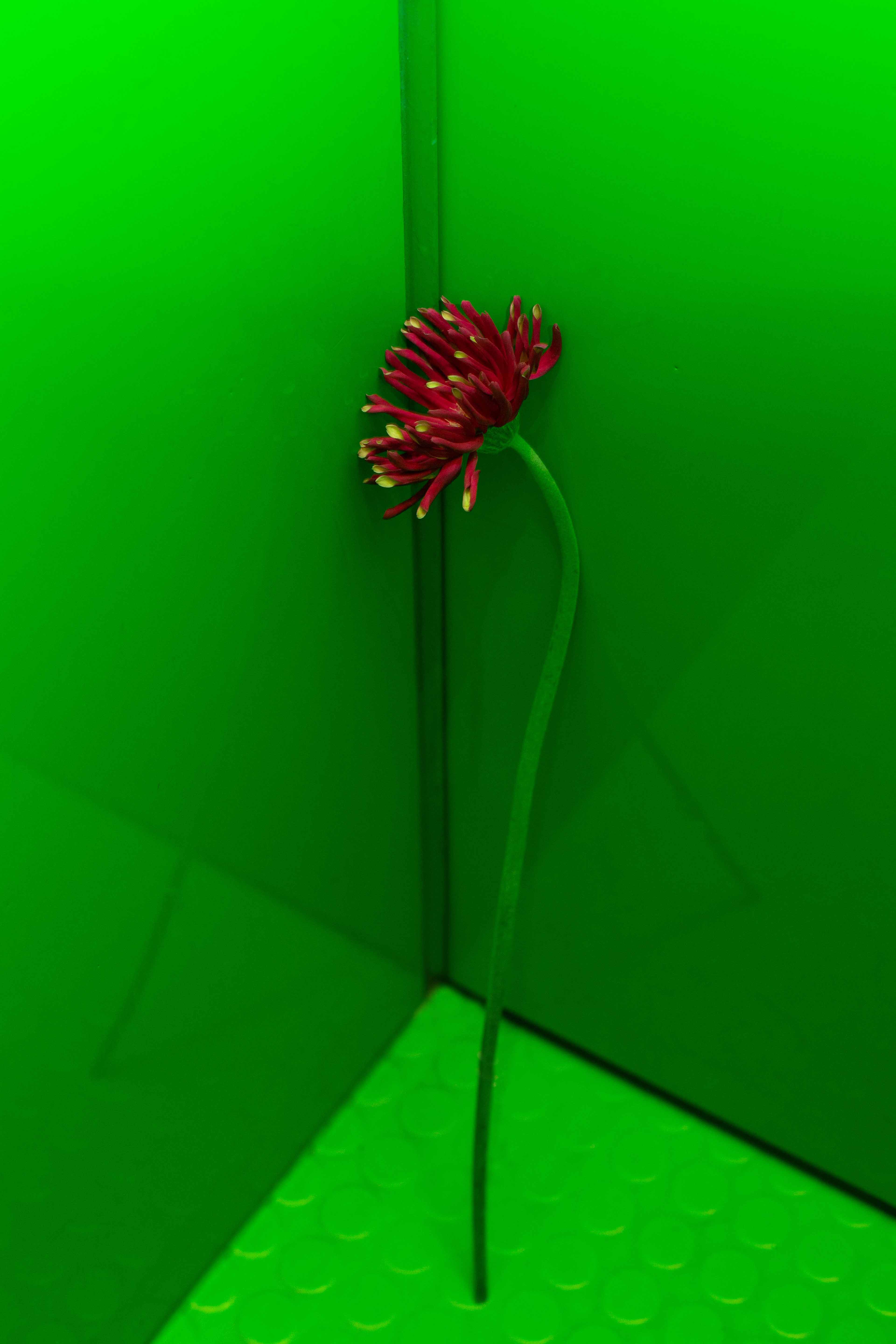 Acid Bloemen – Green